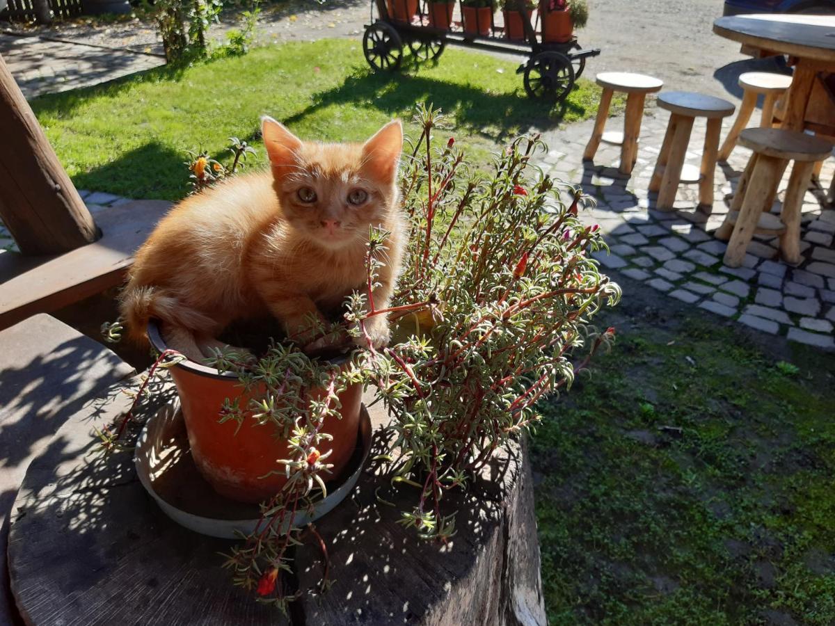 Pensiunea Bordas Panzio Sfântu-Gheorghe Dış mekan fotoğraf